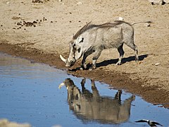 Namibie, Parc national d'Etosha.