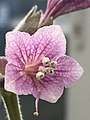 Physochlaina orientalis: detail of corolla venation in a single senescent (post-pollination) flower - note ripe anthers and wilted pistil.