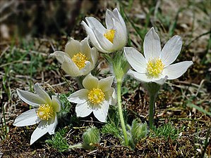 Pulsatilla vulgaris var. alba