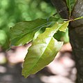 Quercus acutifolia