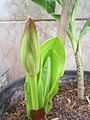 Scadoxus multiflorus em botão