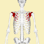 Position of scapula (shown in red). Animation.
