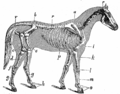 Image 9A horse's skeleton (from Equine anatomy)