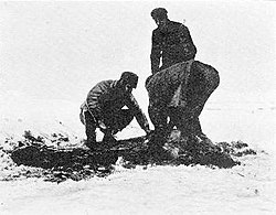 Three men, one standing, two bending down. The blood and flesh of the seal they are skinning shows as a dark patch against the snowy ground.