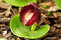 Slaty helmet orchid C. incurvus from N.S.W., Vic, Tas. and S.A.