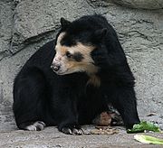 Black bear with brown face on rock