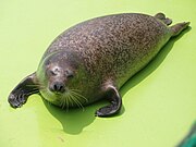 Gray seal