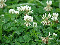 Trifolium repens em flor.