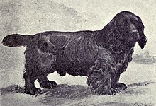 A black and white photo of a dark low dog facing the camera sideways on.