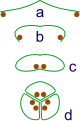 Image 31The evolution of syncarps. a: sporangia borne at tips of leaf b: Leaf curls up to protect sporangia c: leaf curls to form enclosed roll d: grouping of three rolls into a syncarp (from Evolutionary history of plants)