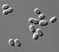 Synechococcus sp. (Synechococcaceae).