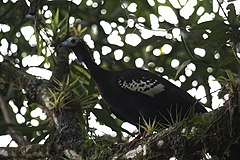 Description de l'image Trinidad piping-guan.jpg.