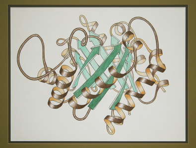 Ribbon diagram,by Jane S. Richardson