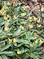 Trout lilies from Gadsden Co. FL, Feb. 2003.