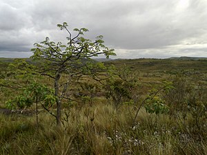 Visão da vegetação local no parque.