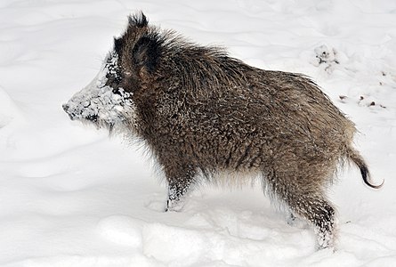 Hannover yakınında bulunan Wisentgehege Springe adlı bir safari parkta genç bir bayağı yaban domuzu (13 Şubat 2010). (Üreten:Michael Gäbler)