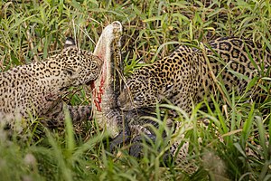 Jaguars occasionally prey on caiman