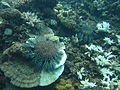 Image 11Crown-of-thorns starfish and eaten coral off the coast of Cooktown, Queensland (from Environmental threats to the Great Barrier Reef)