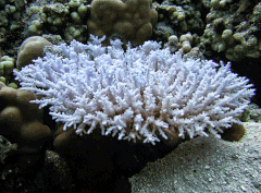 Description de l'image Acropora paniculata 2.gif.