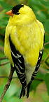 An American Goldfinch resting on a branch