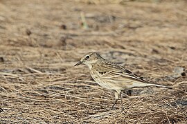 Anthus spinoletta blakistoni