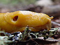 Ariolimax californicus noto come banana slug