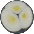 Aspergillus alliaceus growing on CYA plate