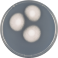 Aspergillus implicatus growing on CYA plate