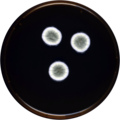 Aspergillus jensenii growing on MEAOX plate