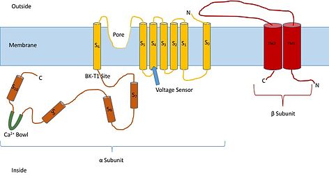 Simple diagram of a Large Conductance calcium-activated potassium channel (BK). A similar structure can be hypothesized for the other subtypes in this family of channels.