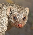White and brown mongoose