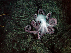 Benthoctopus sp. (Octopodidae)