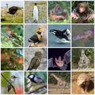 morphological variety among birds and mammals.