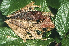 Description de l'image Boophis reticulatus01.jpg.