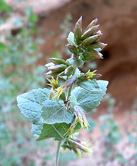 Brickellia californica