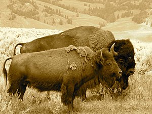 Bison pair