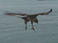 Buteo jamaicensis, famiglia Accipitridae