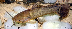 Tambuatá (Callichthys callichthys).