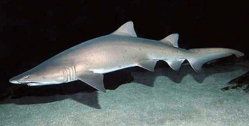 Carcharias taurus