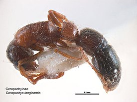 Муравей Lioponera longitarsus