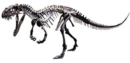 Реконструкція скелету Ceratosaurus nasicornis