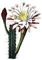 Cereus aethiops