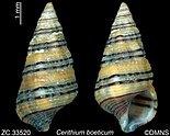 C. boeticum shells