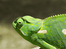 A green chameleon in Botswana.