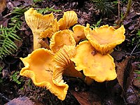Chanterelles are popular mushrooms in Lithuania