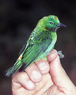 Танагра-білозір чорногорла (Chlorochrysa calliparaea)