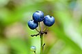 Fruits de la clintonie boréale dans le boisé derrière le pavillon Louis-Jacques-Casault