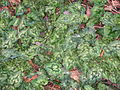 Cyclamen hederifolium leaves in the winter