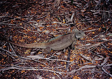 Iguane vu de côté sur des débris de bois