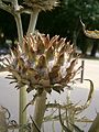 Cynara cardunculus